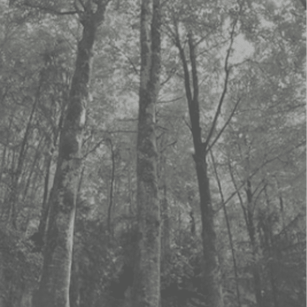 ESG Metrics in Executive Compensation